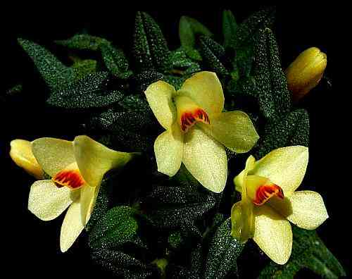 Dendrobium cuthbertsonii  
